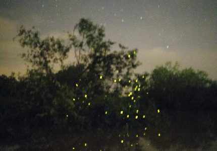 GOWIN_Fireflies and Stars, Selangor River